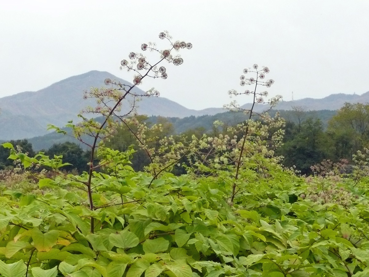 Moca 春の訪れを感じさせる ウド