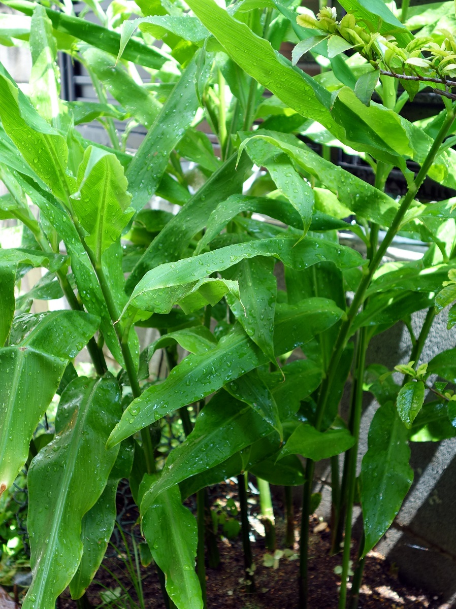 Moca 爽やかな香りが食欲をそそる 夏の薬味 ミョウガ